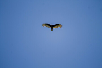 Águila.