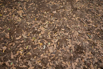 Ground with dried leaves in dense cloud forest