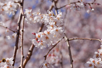 しだれ桜