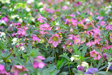 色々なクリスマスローズの花が咲く花畑