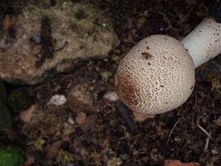 Close-up of mushroom on the ground horizontally