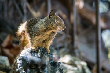 A California ground squirrel explores a suburban backyard