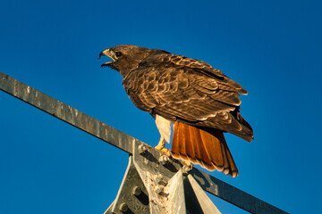 Red tailed hawk perches on an electrical tower in California