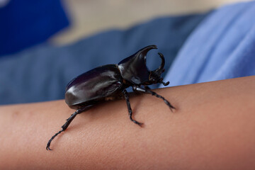Dynastinae or stag beetle was crawling on the arm of an Asian child.