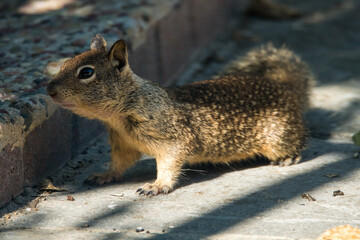 Fototapeta premium A California ground squirrel explores a suburban backyard