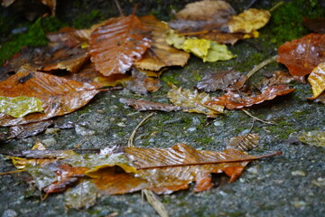 雨の歩道と落ち葉/The promenade and autumn leaves in rainy day