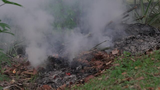 Open burning, dried leaves burned with heavy smoke polluting the air. Close up view.