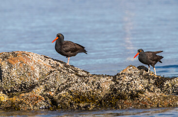 A black oyster catcher 