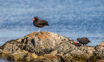 A black oyster catcher 