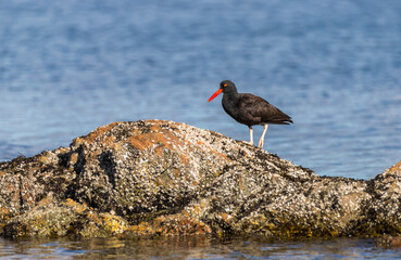 A black oyster catcher 