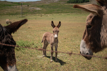 Donkeys on a farm by a hill