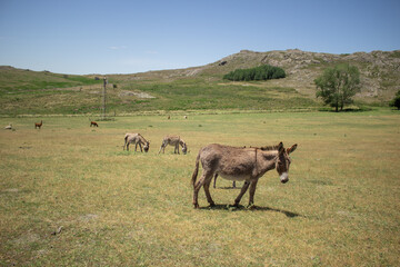Donkeys on a farm by a hill