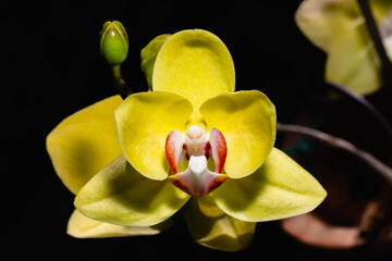 a yellow orchid with pink spots, Phalaenopsis hybrid close up photo
