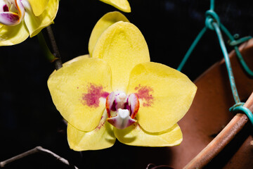 a yellow orchid with pink spots, Phalaenopsis hybrid close up photo