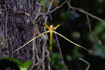 a native orchid species 'Thrixspermum raciborskii' close up photo