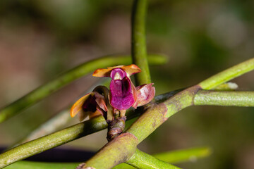 a native orchid species 'Luisia zollinggeri' close up photo