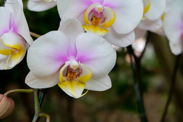 Close up photo, Beautiful Orchid flower in natural garden with soft focus and blurred background, Selectived focus