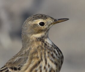 A close-up portrait of an American pipit (Anthus rubescens) on Moss Landing Beach in California