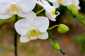 Close up photo, Beautiful White Orchid flower in natural garden with soft focus and blurred background, Selectived focus