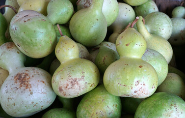 calabash in pile during harvest season