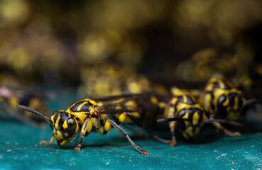 Macro Photo of Group of Wasps on Turquoise Floor