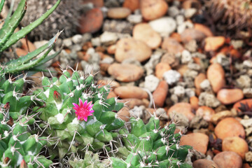 Cactus flower