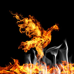 burning fiery bird flies on a black background