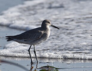 A willet (Tringa semipalmata) standing in the surf on Moss Landing Sate Beach in California