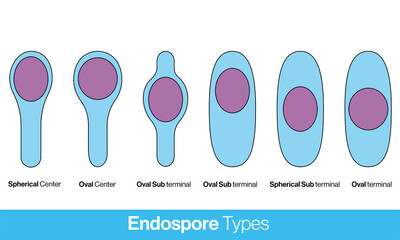 Flat icons of Locations o bacterial spores or types of bacterial endospores vector illustration 