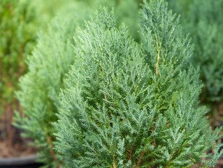 Cypress branch, Sprigs of cypress. Christmas evergreen tree. Selective focus.