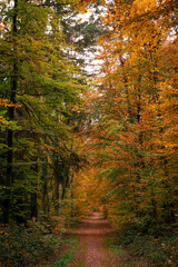 Autumn path way in the forest