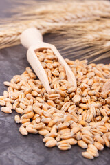Rye or wheat grains with spoon and ears of cereal