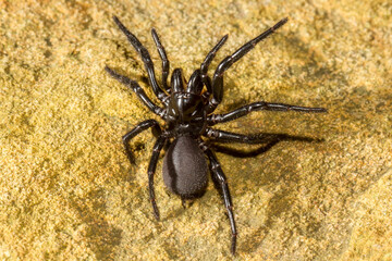 Close up of Sydney Funnel-web Spider