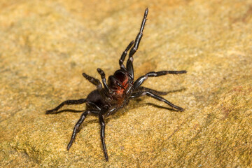 Sydney Funnel-web Spider in defensive stance