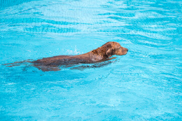 Fototapeta premium Golden Retriever swimming in the pool