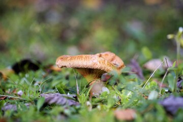 grzyb © Michal