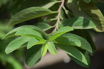 Fototapeta premium close up of leaves