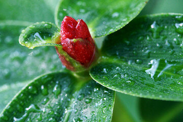 Leaves Tropical forest trees texture background wallpaper