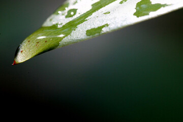 Leaves Tropical forest trees texture background wallpaper