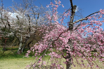 白とピンクの桜