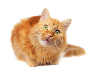 Ginger fluffy cat with green eyes sitting and looking up, isolated on white background