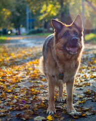 German shepherd dog standing on a path covered in leaves.