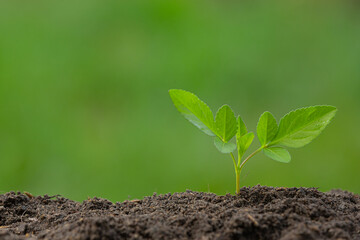 Fototapeta premium close up picture of the sapling of the plant is growing