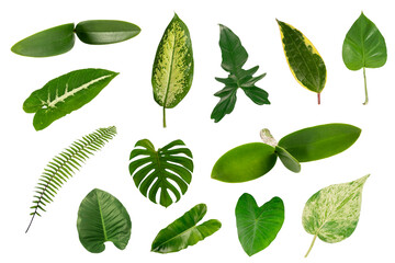 Set of Tropical leaves isolated on white background.