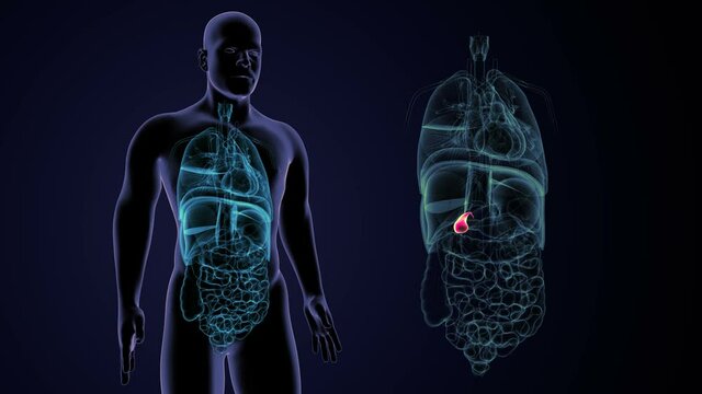 3d illustration human internal organ gallbladder anatomy
