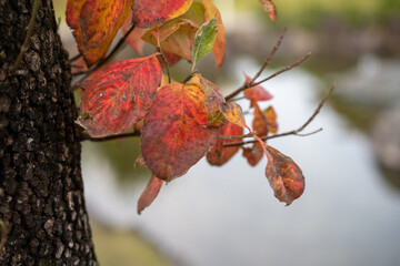 紅葉を見て思いにふける