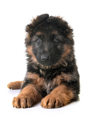 puppy german shepherd