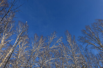 Snowy crowns of birches on the background of cloudless blue sky. Bare branches of trees in winter forest. Abstract natural background with copy space.