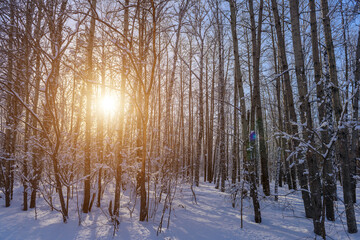 Sunset in the winter forest. The sun's rays break through the snow-covered trees. Picture of winter calm. Natural background.