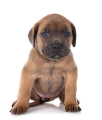 Obraz premium puppy cane corso